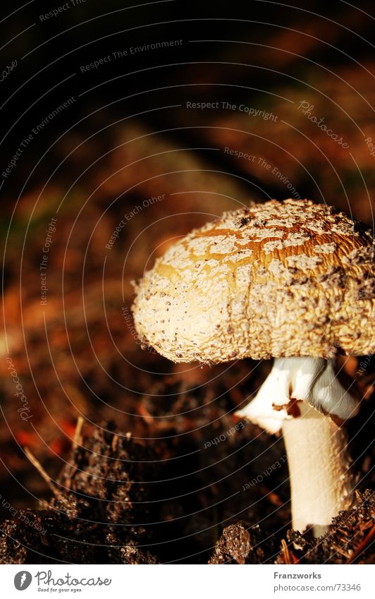 ...auf einem Bein Herbst Suche Waldboden Baseballmütze Blatt Pilz ungenießbar kappe Stengel Fleck Erde