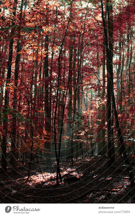 Herbstsonne Wald Licht Blatt mehrfarbig herbstsonne Beleuchtung