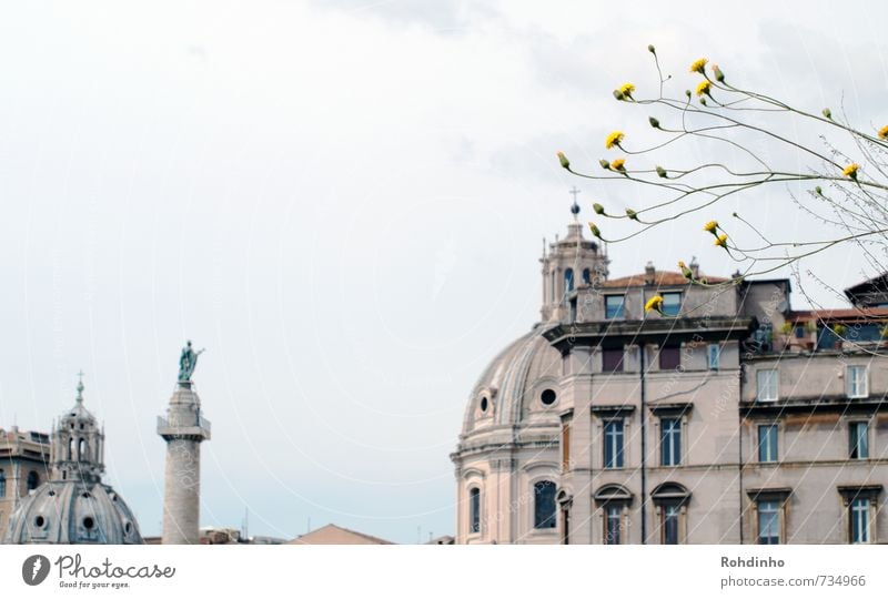 ROMA - Rooftops, Blümchen & Statuen Ferien & Urlaub & Reisen Tourismus Ausflug Sightseeing Städtereise Sommer Haus Architektur Pflanze Blume Sträucher Rom