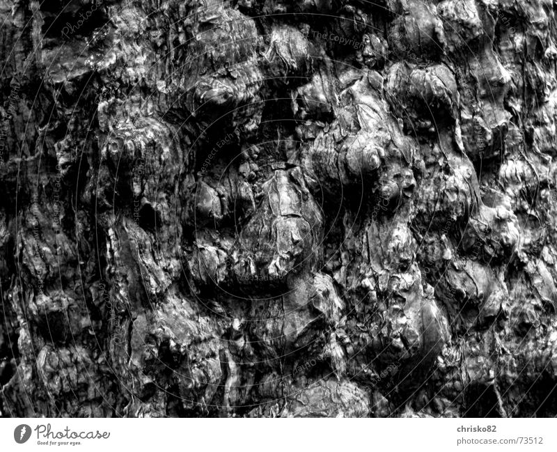 Tropische Rinde Baumrinde Urwald Hügel Kontrast Strukturen & Formen