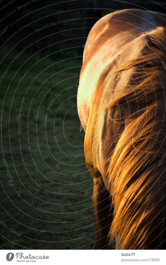 Robin´s Sonnenseite Pferd Mähne Wiese Sommer ruhig Western Cowboy Rücken Weide Haare & Frisuren paint horse