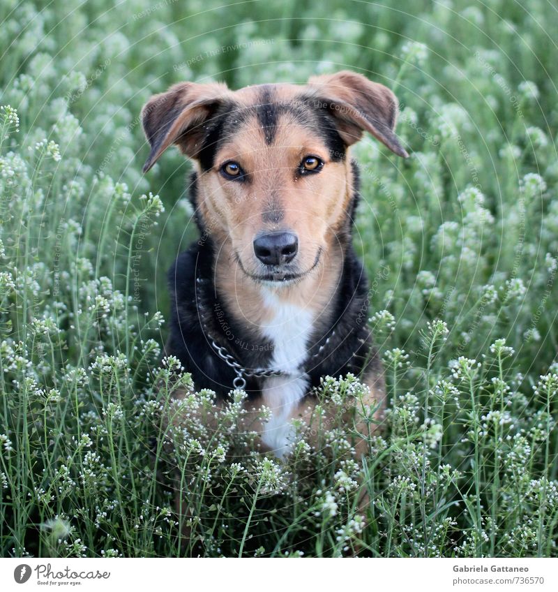 Erschrecken Tier Haustier Hund 1 Treue anschauen Grasland Wiese Pflanze Porträt Tierporträt geduldig Wachsamkeit schön Mischling Mischung warten ergeben