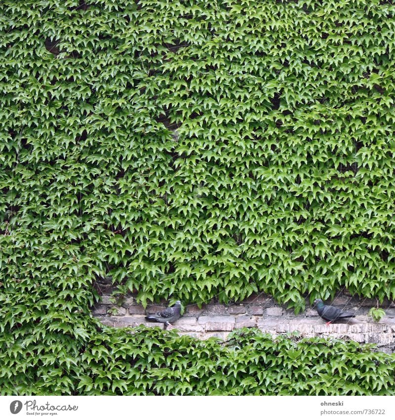 Taubenschlag Pflanze Grünpflanze Efeu Mauer Wand Fassade Vogel 2 Tier grün Versteck Kletterpflanzen Farbfoto Außenaufnahme Muster Strukturen & Formen
