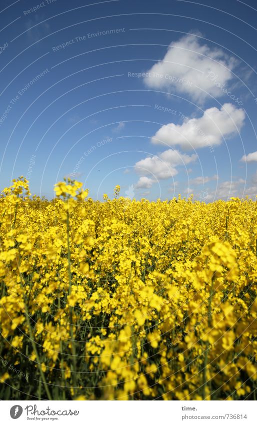 . Landwirtschaft Forstwirtschaft Feld Ackerbau Umwelt Natur Landschaft Himmel Wolken Frühling Schönes Wetter Nutzpflanze Raps Rapsfeld Rapsanbau Rapsblüte frei