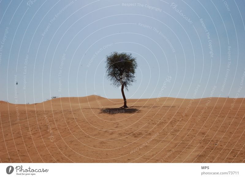 Der Wüstenbaum von Dubai Baum Physik heiß trocken Einsamkeit Pflanze Sand Wärme Himmel Landschaft Natur Schönes Wetter