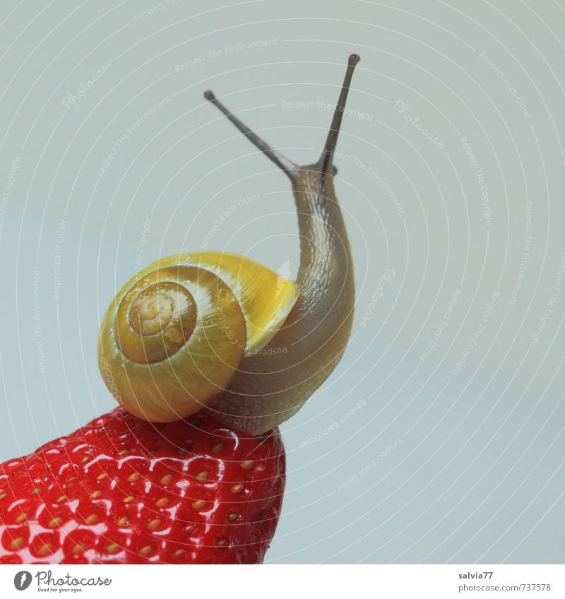 Wellnes für die Schnecke Frucht Wellness Wohlgefühl Sinnesorgane Wildtier 1 Tier Ekel Gesundheit Neugier süß gelb rot Lust genießen Erdbeeren verführerisch