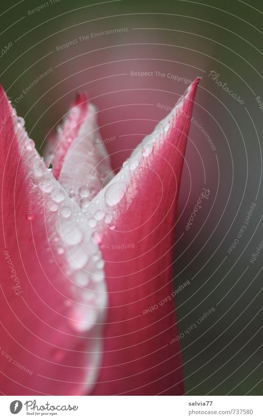 Kronjuwelen Duft Valentinstag Muttertag Geburtstag Frühling Schönes Wetter schlechtes Wetter Regen Blume Tulpe Blüte Garten Park ästhetisch frisch nass schön