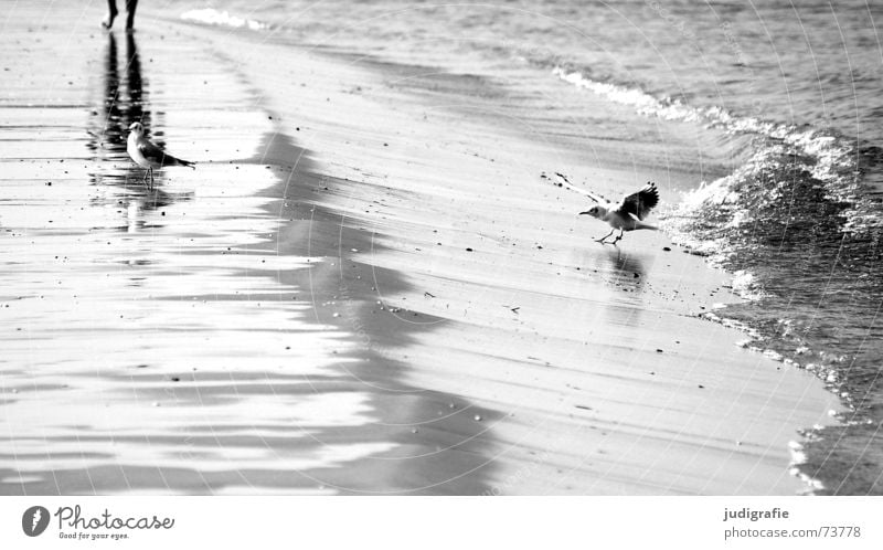 Strandleben Möwe Vogel Reflexion & Spiegelung Wellen Gischt Brandung See Meer Ferien & Urlaub & Reisen schwarz weiß Spaziergang Wasser Ostsee Erholung laufen