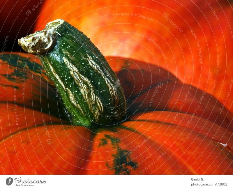 feststecken Stengel Gemüsesuppe Kürbissuppe grün Lebensmittel Gesundheit Halloween Ernährung Kürbiskern Landwirtschaft Kürbiszeit Herbst Fett orange