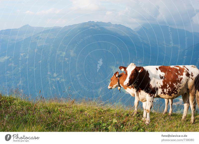 Kühe auf die Wiese, Zillertal, Österreich Erholung Ferien & Urlaub & Reisen Tourismus Berge u. Gebirge Natur Landschaft Wege & Pfade Nutztier Kuh 2 Tier frei