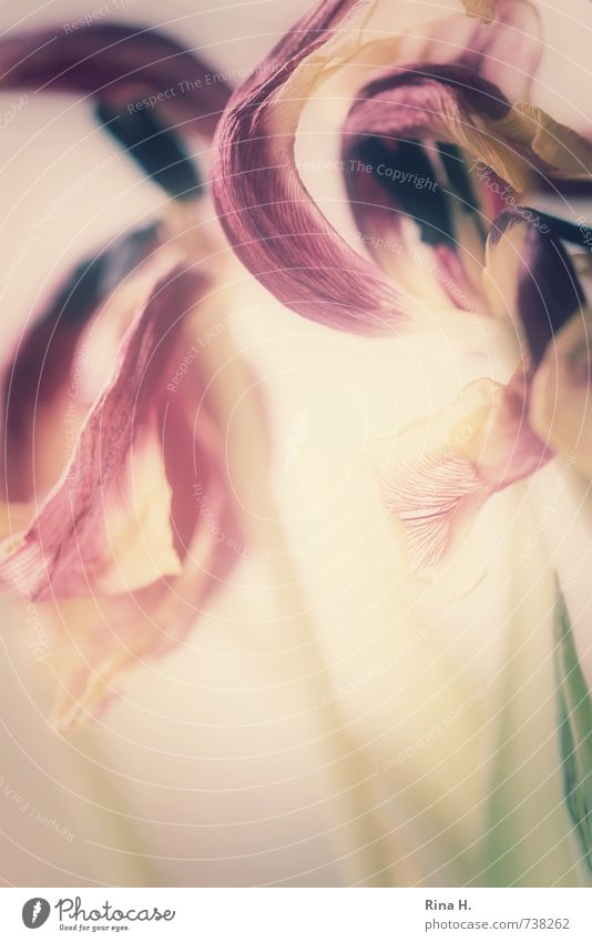 Im Auge des Betrachters Blume Tulpe Blüte verblüht violett rosa Vergänglichkeit Wandel & Veränderung Blütenstempel Blütenblatt zerbrechlich Transparente