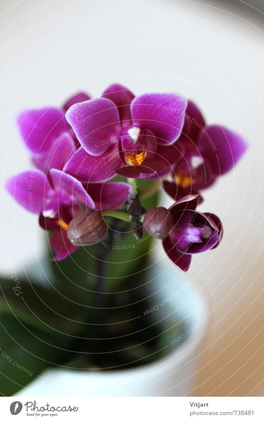 Orchidee Natur Pflanze Frühling Blume Blüte Topfpflanze ästhetisch hell nah schön grün violett weiß Farbfoto Innenaufnahme Nahaufnahme Makroaufnahme