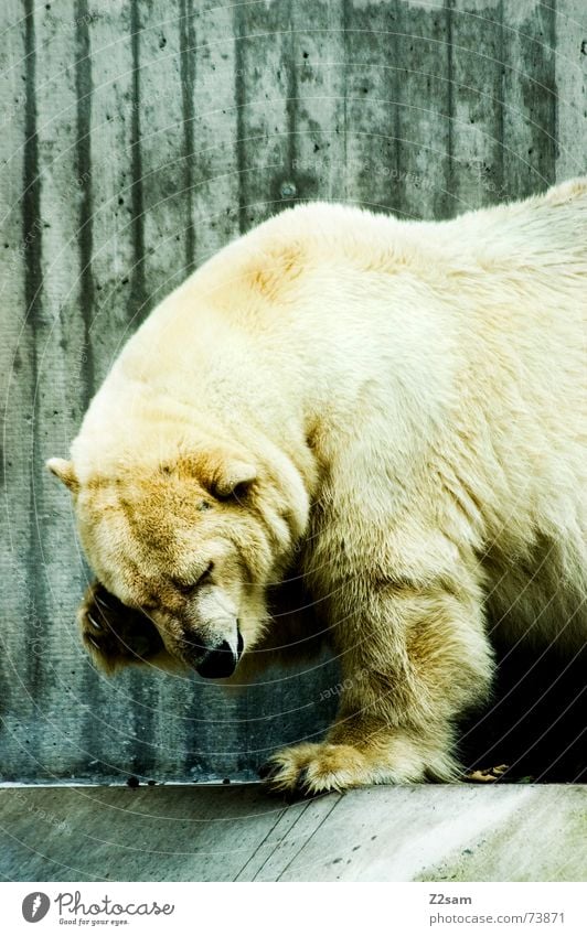 Eisbär - gschamig Tier Alaska Arktis Fell süß gefährlich Landraubtier groß weiß niedlich Scham animal Bär