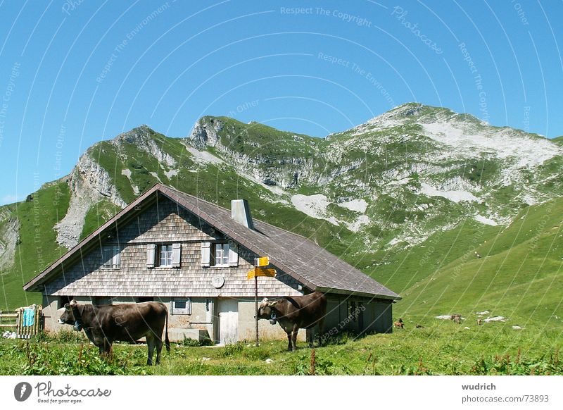 gemütliche Alp grau Geröll bewachsen Schweiz Stein Kalkstein Bergkette Gipfel Heimat Alm Gras Kuh Rind wetterfest Dach Stabilität braun Landwirtschaft grün