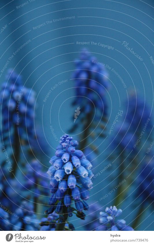 Hyazinthen blau in blau harmonisch Erholung Garten Pflanze Blume Blüte Traubenhyazinthe Duft dunkel Romantik Farbe geheimnisvoll rein Stimmung Vergänglichkeit