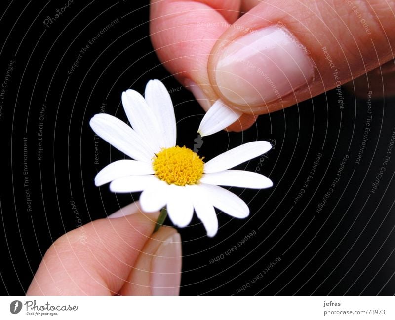 well wants me... Hand Liebe Leidenschaft planen Gefühle flower fingers happiness