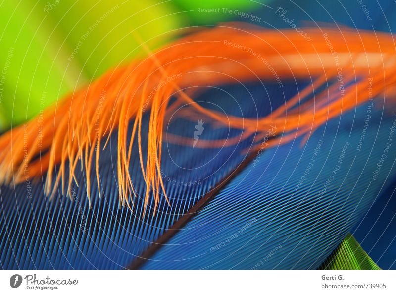 miX Feder Linie blau orange Glück Lebensfreude Farbe Ordnung Strukturen & Formen mehrfarbig knallig grell Kakadufeder Papageienfeder Sittichfeder Farbflash