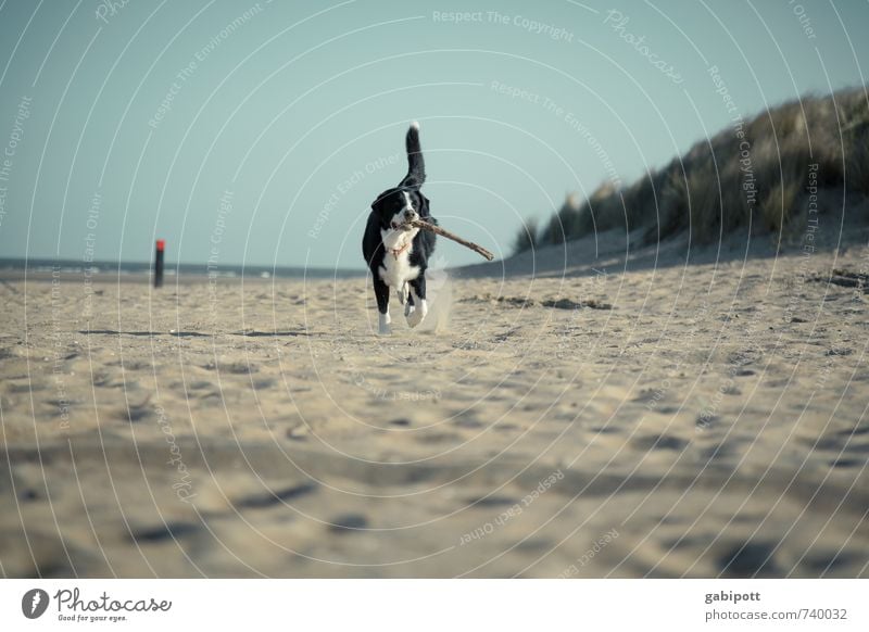 hol das Stöckchen Natur Landschaft Sonne Frühling Sommer Küste Strand Nordsee Tier Haustier Hund 1 laufen Freude Glück Fröhlichkeit Lebensfreude