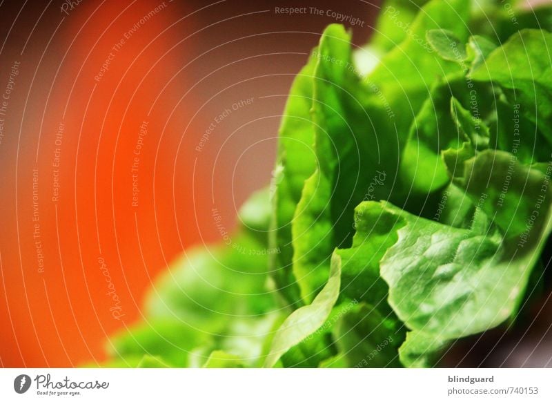 Evergreen Salat Salatbeilage Ernährung Mittagessen Bioprodukte Vegetarische Ernährung Diät Gesunde Ernährung Landwirtschaft Forstwirtschaft Gastronomie Pflanze