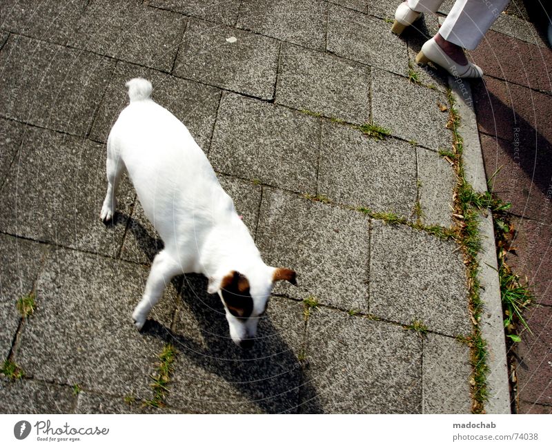 NA HUND! | dog animal tier gassi frauchen urban haustier Fußgänger Asphalt Hund Mischling tratschen Stadt Liebling süß Pinkler dressieren Muster Quadrat Tier