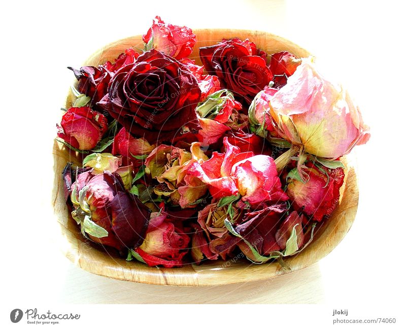 Farbklecks Rose getrocknet Holz rot Tisch Gegenlicht Staub Stimmung Romantik Treue Blüte Korb Natur zart weich Pflanze Freisteller Schalen & Schüsseln