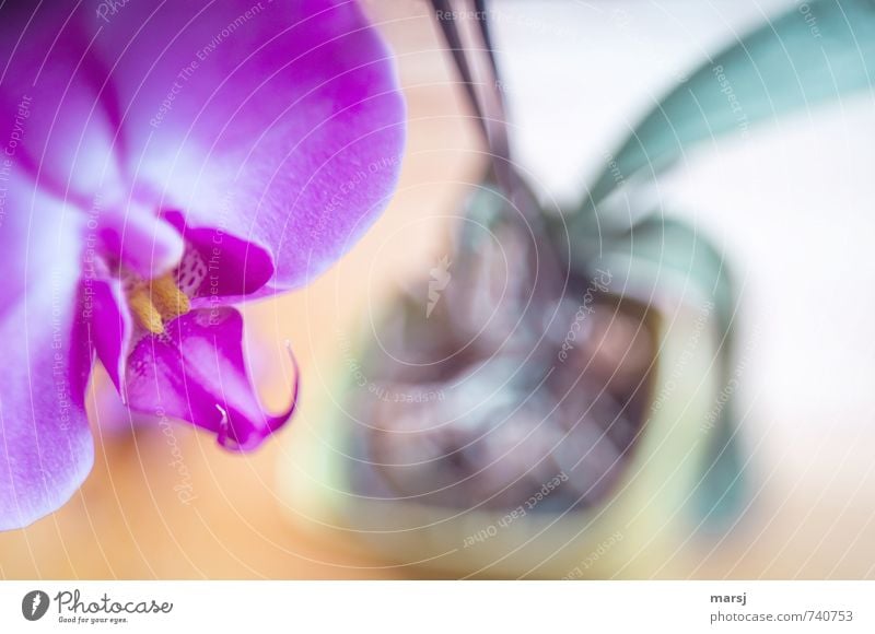 Im Topf Pflanze Orchidee Blüte Topfpflanze exotisch Phalaenopsis Blühend Erholung leuchten träumen Wachstum ästhetisch außergewöhnlich einzigartig Kitsch nah