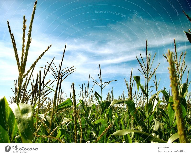 Im Maisfeld Feld Mitte schön Sommer Stimmung Farbverlauf Luft ruhig Wolken Streifen Horizont grün Reifezeit Himmel Natur Ferne blau Klarheit Bodenbelag Ausflug