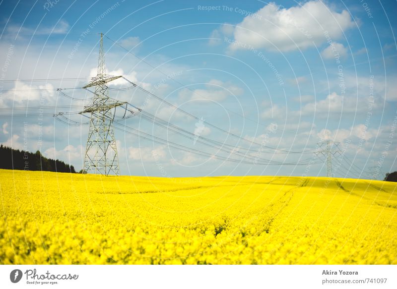 Sommermeer Landschaft Himmel Wolken Schönes Wetter Baum Nutzpflanze Raps Rapsfeld Feld Blühend Duft blau gelb grün weiß Energie Idylle Natur Umwelt Strommast