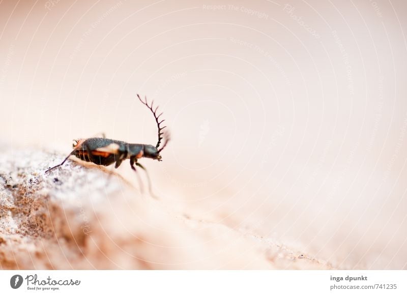 Schaut her mein Geweih! Umwelt Natur Landschaft Tier Urelemente Erde Sommer Wüste Wildtier Insekt 1 krabbeln Fühler Lebewesen Ameise klein Makroaufnahme