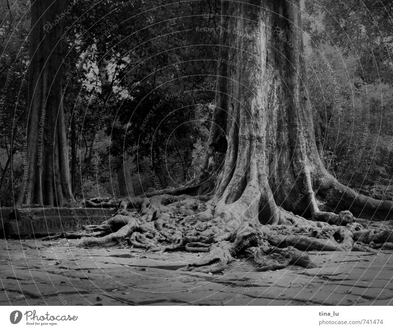 Angkor Baum exotisch Angkor Wat Kambodscha Ruine Tempel Denkmal atmen Wurzel Urwald bewachsen ausbreiten alt Vergangenheit Weisheit Buddhismus Monarchie König