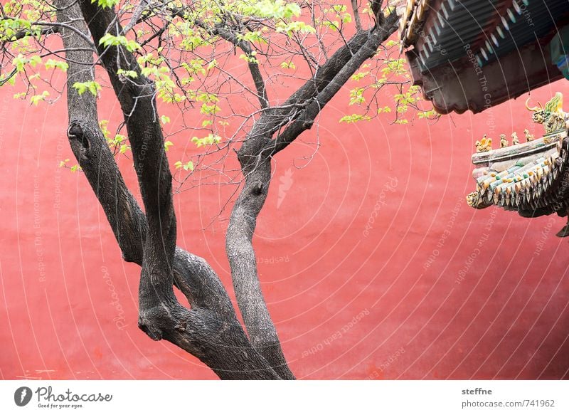 Orientalische Schönheit Baum Peking China Palast Mauer Wand grün rot Asiatische Architektur Blätterdach Baumstamm Farbfoto Textfreiraum Mitte