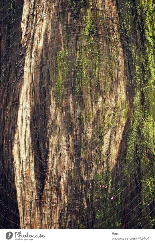 Naturkunst Baum Moos Baumrinde braun grün Strukturen & Formen Hintergrundbild Farbfoto mehrfarbig Außenaufnahme Detailaufnahme Menschenleer Tag Kontrast