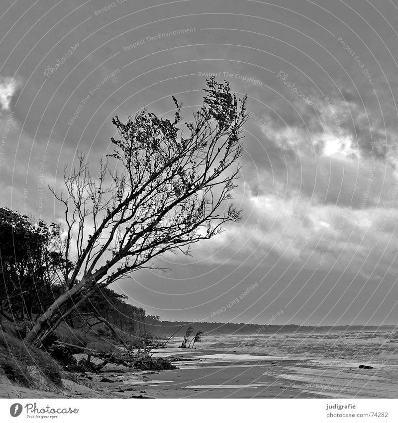 Sturm am Weststrand See Baum Strand Meer Küste Wellen Brandung Gischt Wolken Wald salzig Einsamkeit grau schwarz bedrohlich Fischland-Darß-Zingst Ostsee Wasser
