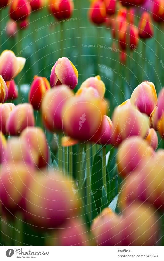 Pekinger Geburtstagsblumen Ein Lizenzfreies Stock Foto Von Photocase