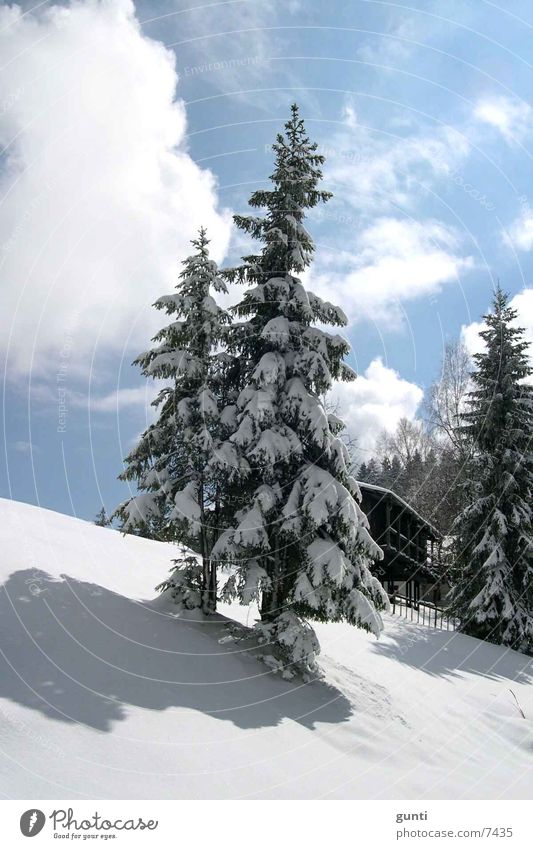 Schneetanne Tanne Baum Winter Berge u. Gebirge