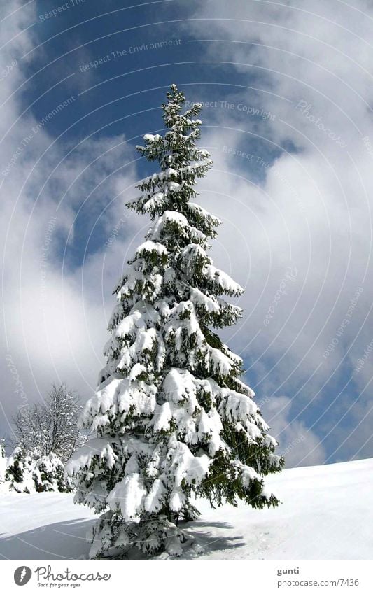 Solitaire Tanne Winter Baum einzeln Schnee Berge u. Gebirge