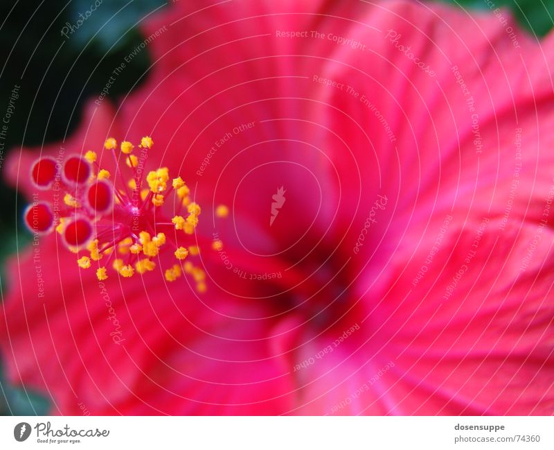 Pretty in Pink rosa rot Blume Hibiscus Hawaii Blüte schön nah ruhig magnum Stempel Pollen Makroaufnahme Nahaufnahme Blühend Blütenkelch space