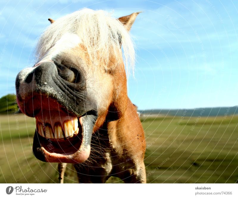 grinsepferd Freude Freizeit & Hobby Tier Haustier Pferd lachen schreien Coolness lustig nah verrückt Färbung Geruch Zahncreme Nüstern Grimasse Vieh Zoomeffekt