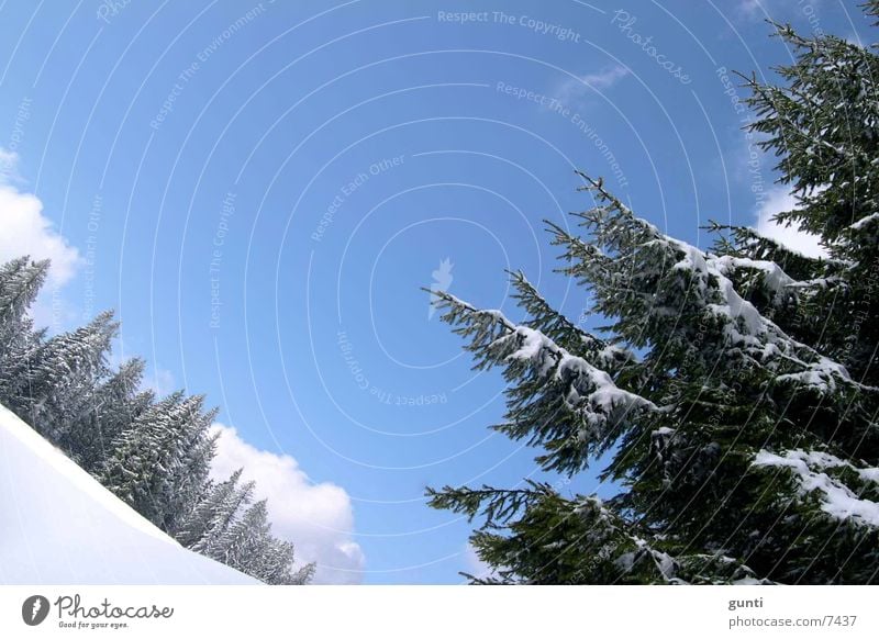Winterpanorama Österreich Tanne Wald Baum Berge u. Gebirge Schnee Skipiste