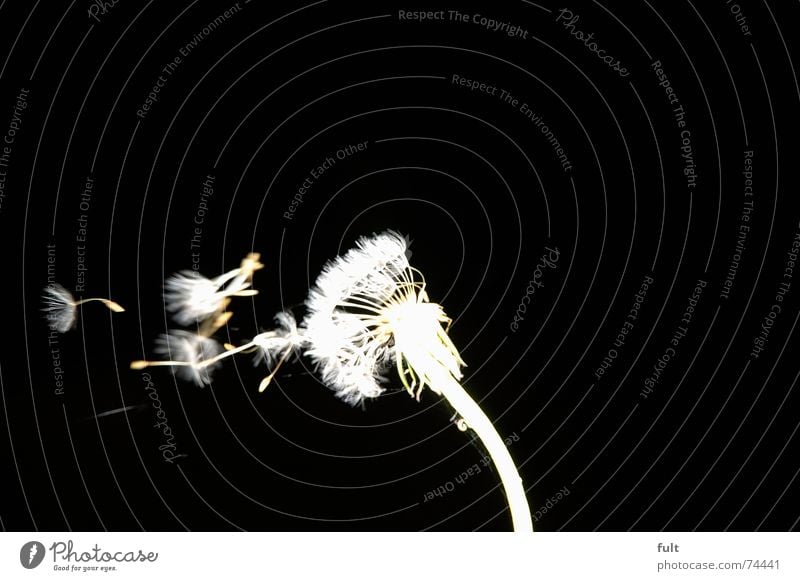 pusteblume2 Löwenzahn blasen ruhig Schwung schwarz weiß Makroaufnahme fliegen Wind Kontrast Dynamik