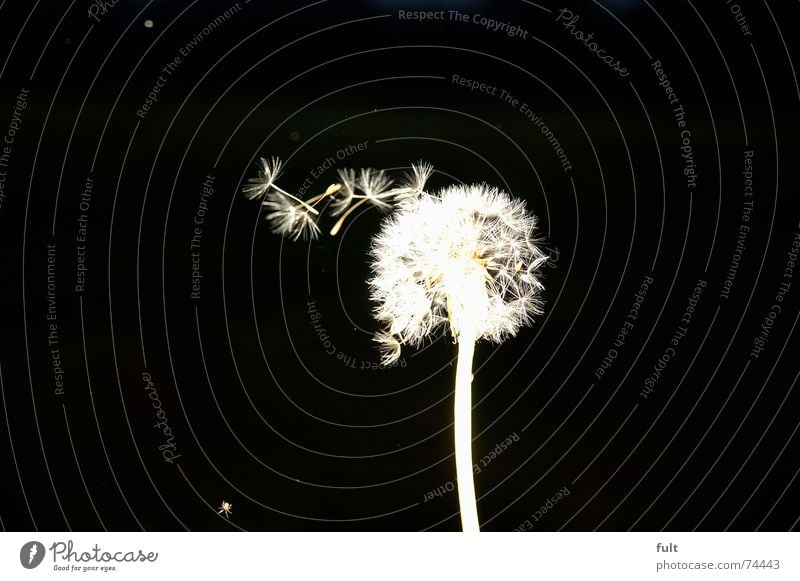 pusteblume3 Löwenzahn blasen ruhig Schwung schwarz weiß Makroaufnahme fliegen Wind Kontrast Dynamik