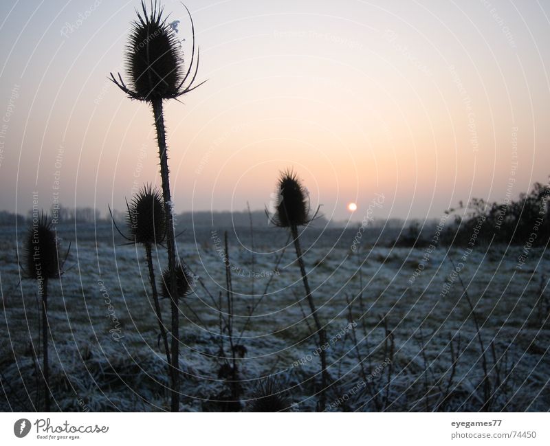 Winterset Sonnenuntergang Distel kalt Eis Frost Abend spatziergang