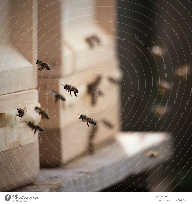 bienenfleissig Umwelt Natur Tier Biene Schwarm Zeichen fliegen Erfolg Gesundheit Zusammensein stachelig stark Wärme feminin wild Bewegung geheimnisvoll
