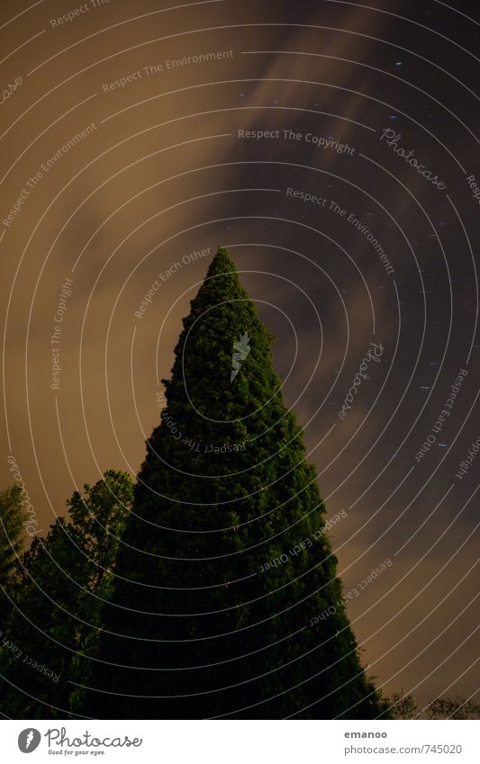 die italienische Nachtzypresse Natur Landschaft Pflanze Luft Himmel Wolken Nachthimmel Stern Wetter Baum Wachstum hoch natürlich Spitze blau grün Zypresse