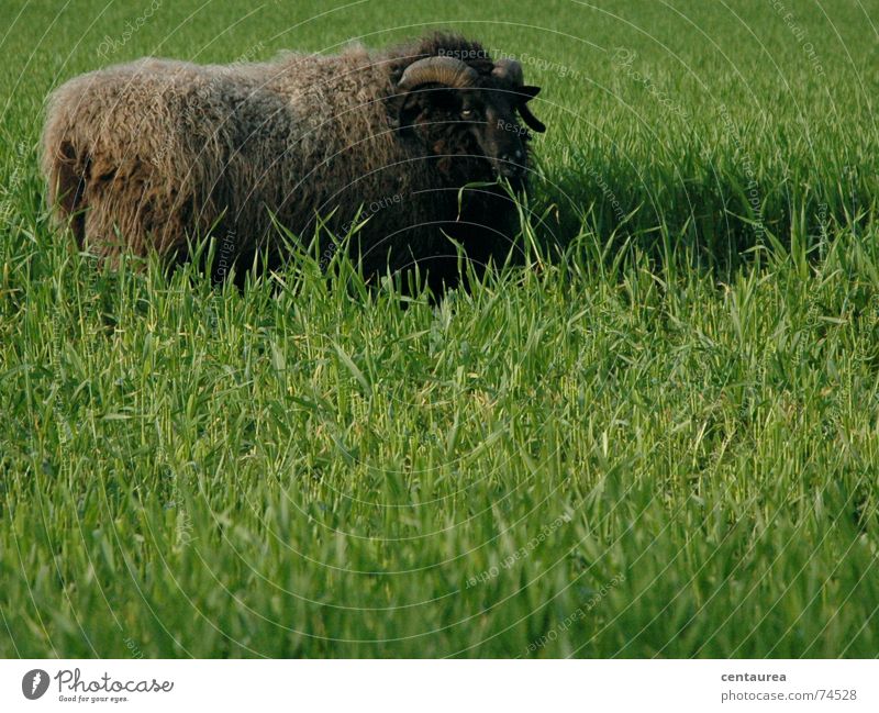 Vorsicht bockig! Schaf Bock grün Wiese ruhig Erholung Fressen Gras Fell Schaffell Ferne gefährlich Stofftiere Lamm Lammfleisch Natur Horn