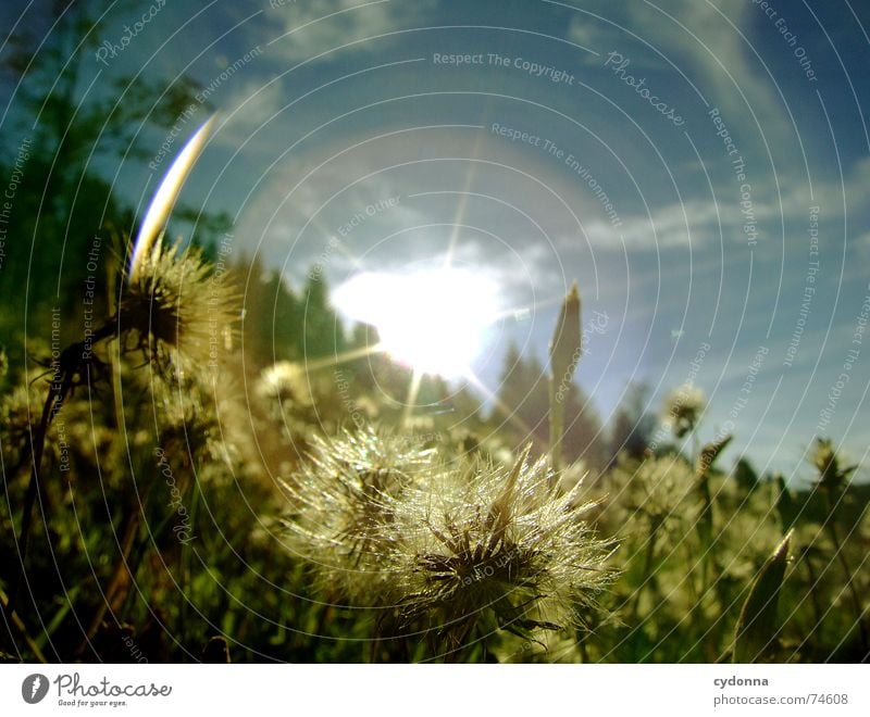 Voll geblendet Sonnenstrahlen Strahlung blenden Froschperspektive Wiese Hügel Sommer Gras Wolken schön Idylle unberührt Physik Aktion grün
