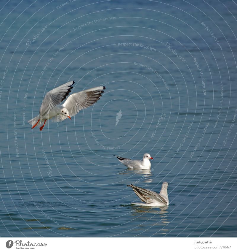 Drei Möwen See 3 Vogel Feder Meer Tier Lachmöwe fliegen Luftverkehr Beginn Flügel Wasser Ostsee Im Wasser treiben Schwimmen & Baden