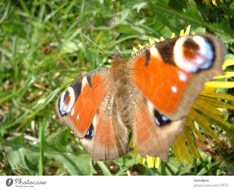 fragile Schmetterling leicht Pause nah Natur Sonne Farbe
