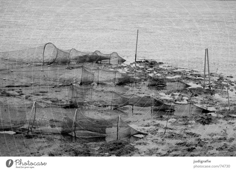 Wattlandschaft Wattenmeer Reuse rund Fischereiwirtschaft Schlamm Ebbe nass Meer salzig Jadebusen ruhig schwarz weiß grau trist Nordsee Netz Knoten dangast