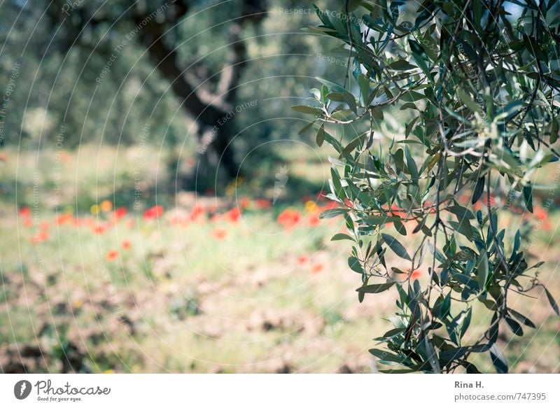 OlivenBaum Landwirtschaft Forstwirtschaft Natur Frühling Schönes Wetter Blume Feld authentisch Olivenblatt Olivenzweig Olivenbaum Mohn Olivenhain Farbfoto